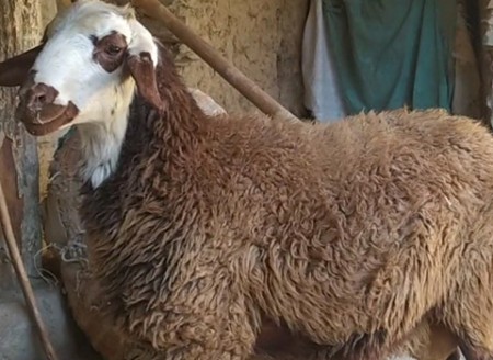قیمت خرید گوسفند دنبه دار ایرانی عمده به صرفه و ارزان